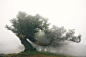 Madeira Fanal I :: Behance