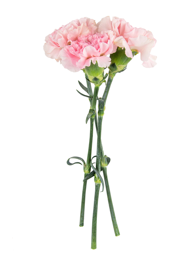 38 、女神节 、鲜花