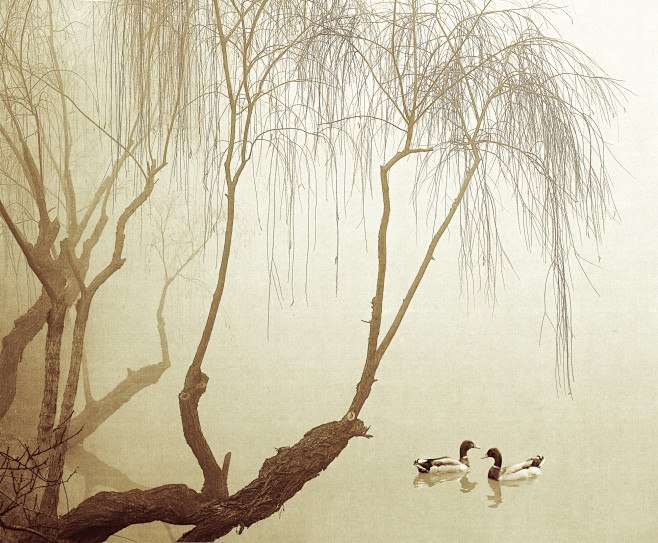 两只鸭子在戏水-思想在旅行