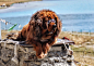 藏地神犬· Tibetan Mastiff