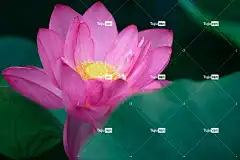 花 花瓣 花壁纸 植物 有天赋的人 莲花 美丽的花朵 粉色的