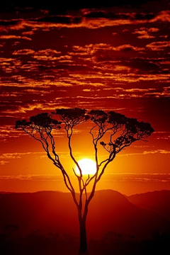 芦栖栖栖栖采集到夕阳