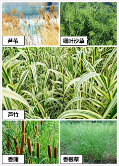 山山betty采集到Plant1.11品种水生植物