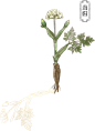yc5.png (47.2 KB,573*785)