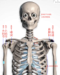 肩 骨骼结构