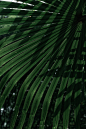 d536d9855c69c236d0c98268e01f62bee770cbfa153945-3NFpMK_fw1200