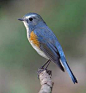 Orange-flanked Bush Robin
