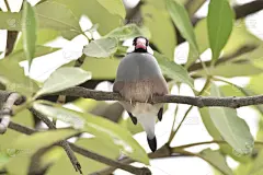 爪哇麻雀,自然,野生动物,水平画幅,无人,动物,鸟类,壁纸,麻雀,北美歌雀