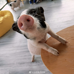 奶茶u采集到搞笑