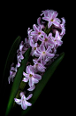 ~~Spring in a pot ~ Hyacinth by EbyArts~~