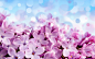 紫色丁香花图片花卉壁纸