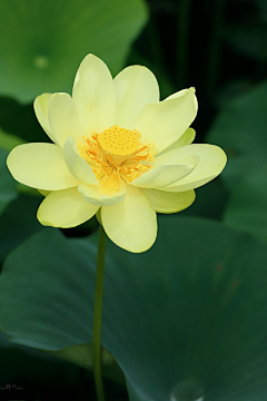 会唱歌的鸢尾花ly采集到花语