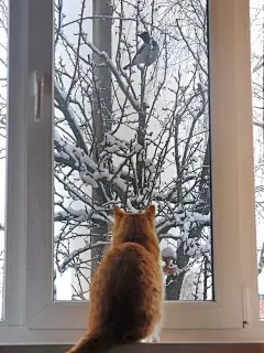 Forever, c'est pour les rêveurs... : Unless specified, photos of this blog are not mine. If you see one of yours and you'd like it...