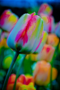 Rainbow Tulip !