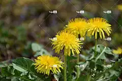 蒲公英 美丽的花朵 黄色的花 草地 野花 花壁纸 花朵 花卉背景