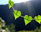 阳光下的绿色心形叶 ~喜欢摄影 就关注@全球顶尖摄影