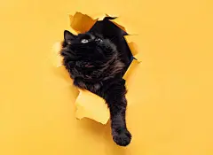 点击来源直接获取大图文件 |Funny black cat ripped yellow paper and looks up. Copy space. The concept of mixed breed and fluffy wool.