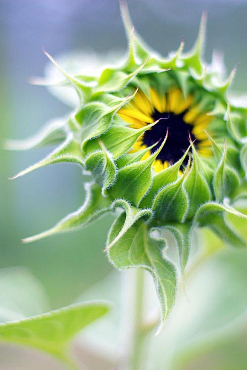 向日葵

　　别称： 朝阳花、转日莲、向...