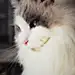 猫咪视觉