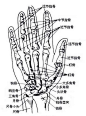 手的结构比例和画法解析