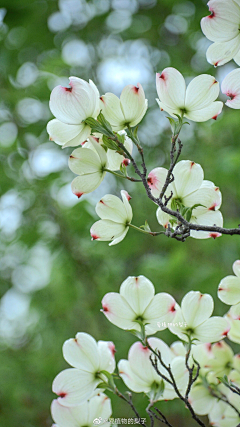 句芒——采集到四照花