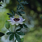 西番莲（時計草 Passiflora caerulea）