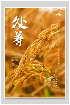 简约金黄稻米处暑节气海报