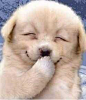 A smile can change a life!!!!: Animal Pics, Dogs Smile, Puppys Pictures, Jokes, Pet, Smile Dogs, Giggles, Dental Care, So Funny