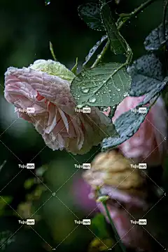 粉色的 玫瑰 雨 花朵 春天 美丽的花朵 自然 花园 花壁纸
