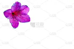 纯白背景的杜鹃花花瓣宛如艺术