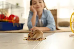 点击来源直接获取大图文件 |Little girl feeding her hamster at home, focus on pet