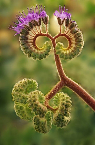 Phacelia plant in bl...