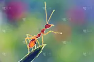 蚂蚁或欧乔菲拉祖母绿