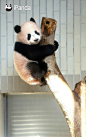 日本出生的熊猫宝宝香香