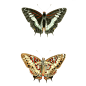欧式复古手绘昆虫蝴蝶产品印刷装饰图案免扣PNG图片 AI矢量素材PS (615)