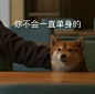 情人节单身狗限定沙雕文案_腾讯新闻