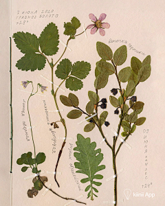 Neeat采集到植物记录