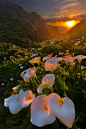 Calla Lily Valley