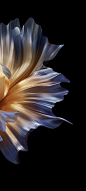 (41) Pinterest