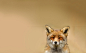 50 Examples of Animal Photography – Fubiz™