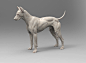 Canine Model, Steve Lord