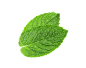 PNG 薄荷叶 植物 叶子 (24)