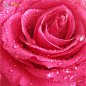 粉色玫瑰图片素材