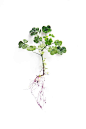 wood sorrel (mary jo hoffman): 