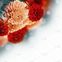 五彩缤纷的秋菊绽放着花朵