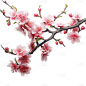粉色梅花花朵