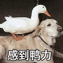 鸭鸭表情包_360图片