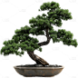 植物实景松树盆栽元素素材