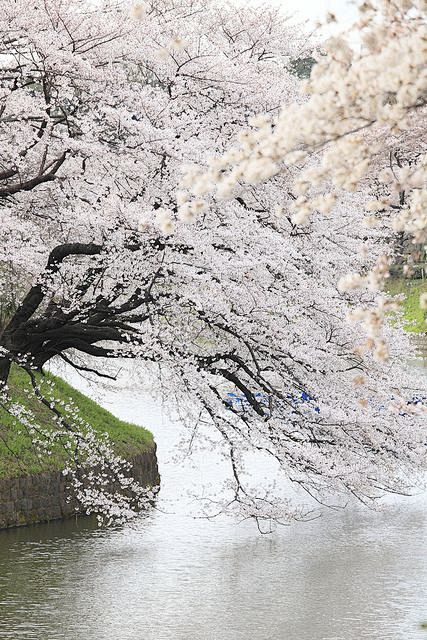 樱花，日本东京和白树