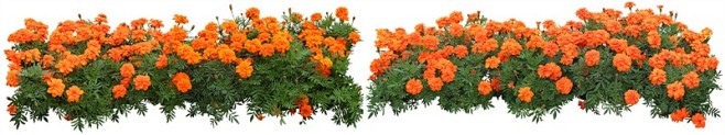 抠图素材—美丽的橙色花朵PSD分层素材